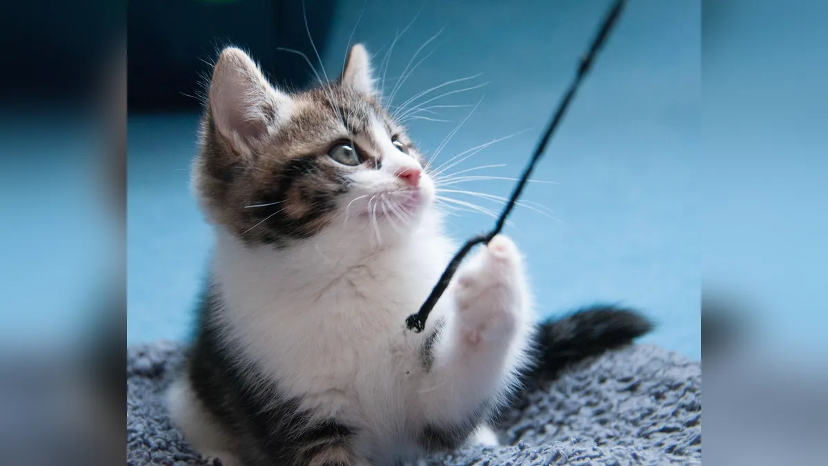 8-Week-Old Kitten Care: Feeding, Vaccines, and Play