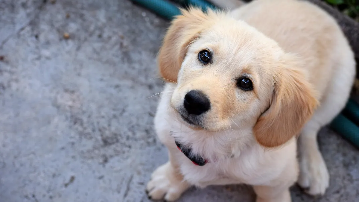 Caring for an 8-Week-Old Puppy: What They Need