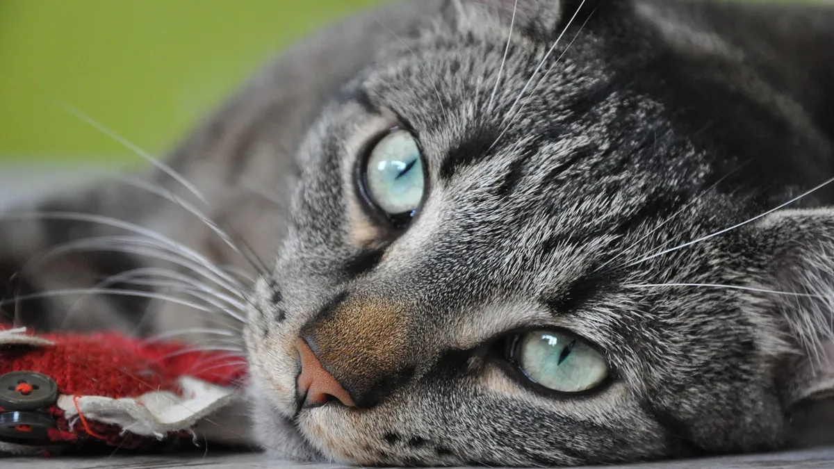 ACE Inhibitors for Cats: Heart and Kidney Uses