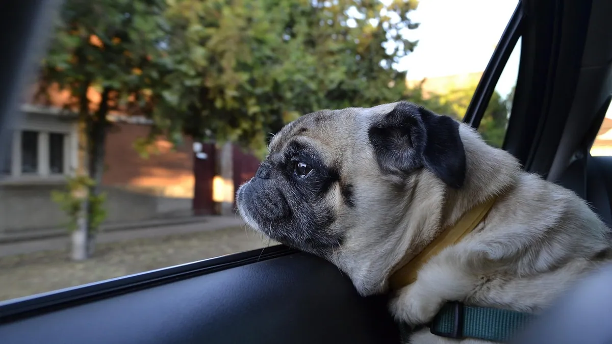 Acepromazine vs Trazodone for Dogs: Which Sedative?