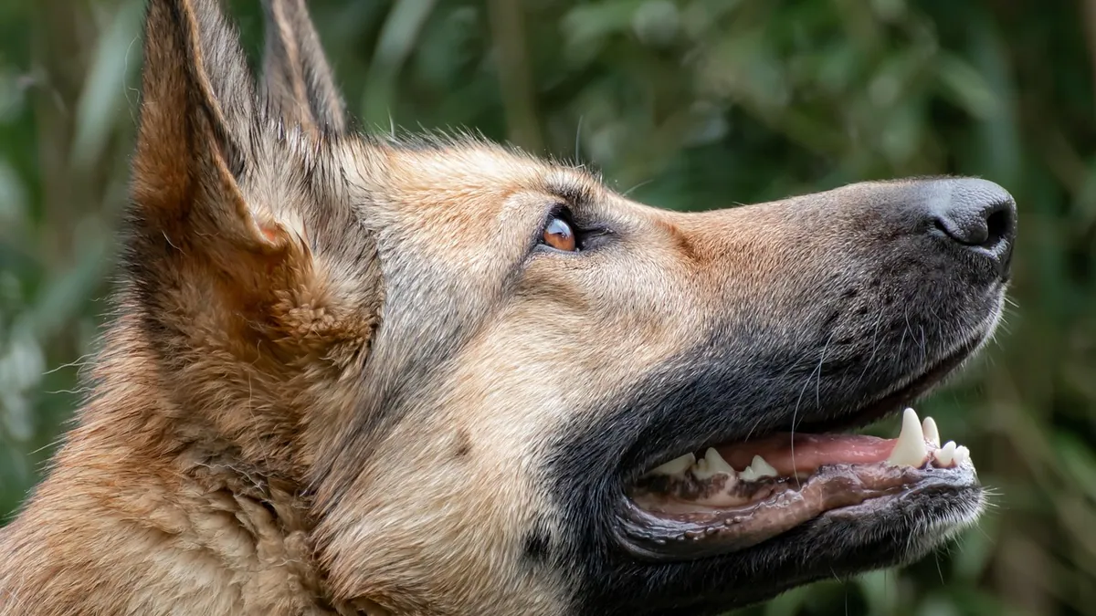 Acne in Dogs' Ears: Why Pimples Form and How to Treat