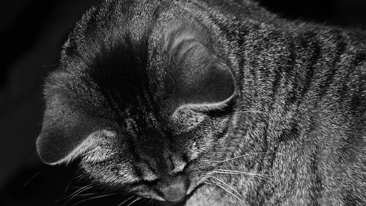 Acne in Cats' Ears: Causes, Treatment, and Prevention