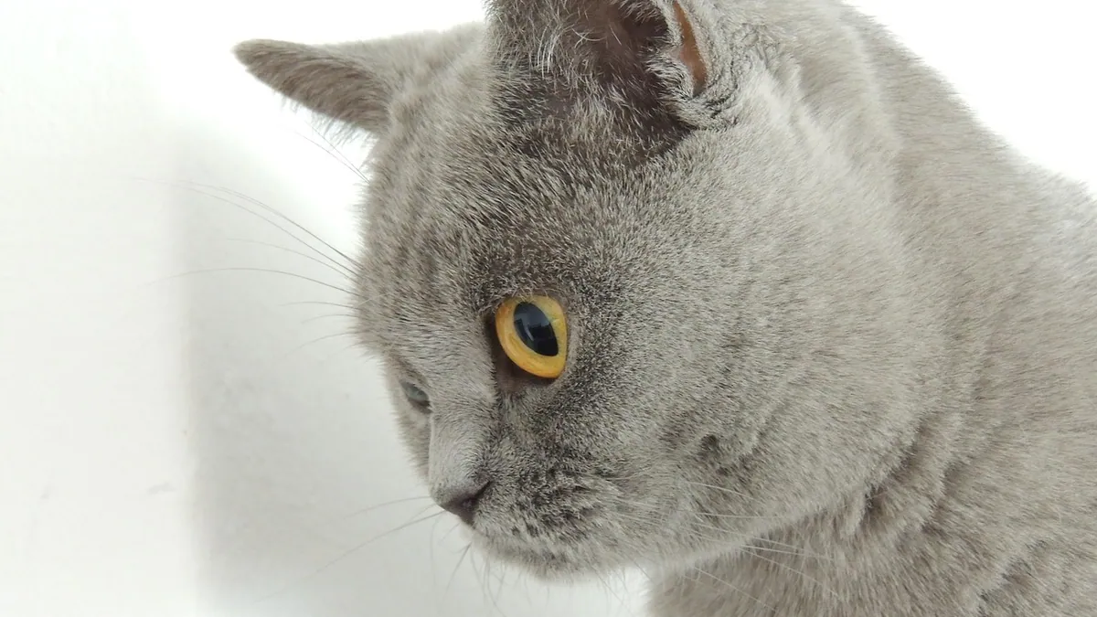 Activated Charcoal for Cats: Dosage and Safe Use