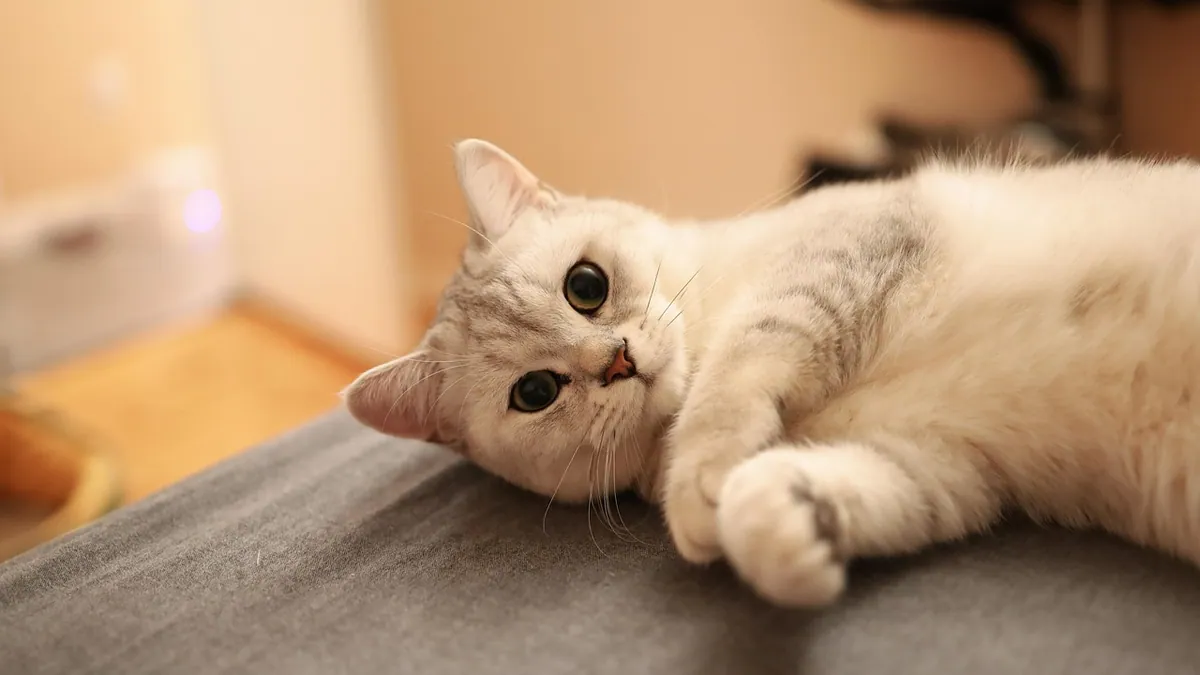 Is Adderall Poisonous to Cats? Signs and Emergency Steps