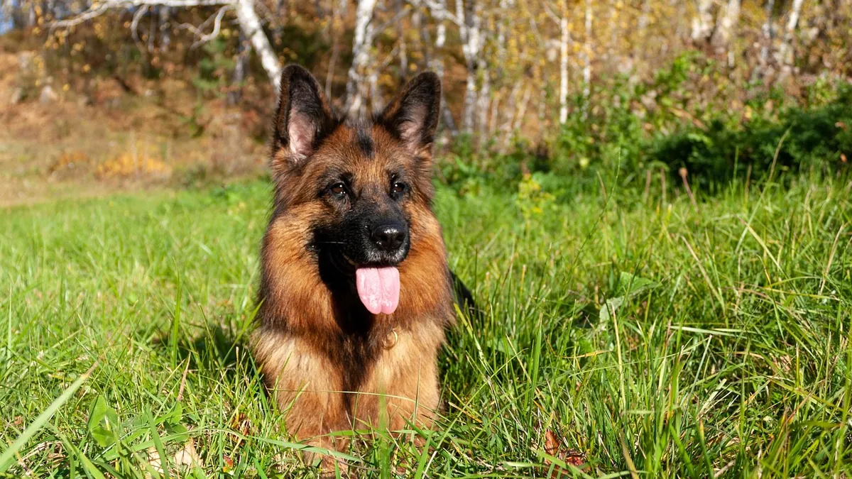 Is Adderall Toxic to Dogs? Signs and Emergency Steps