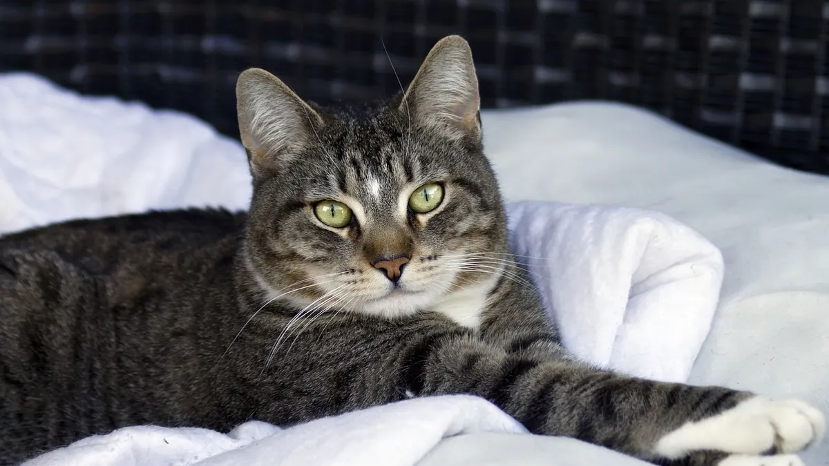 Adequan for Cats with Cystitis: Does It Help?