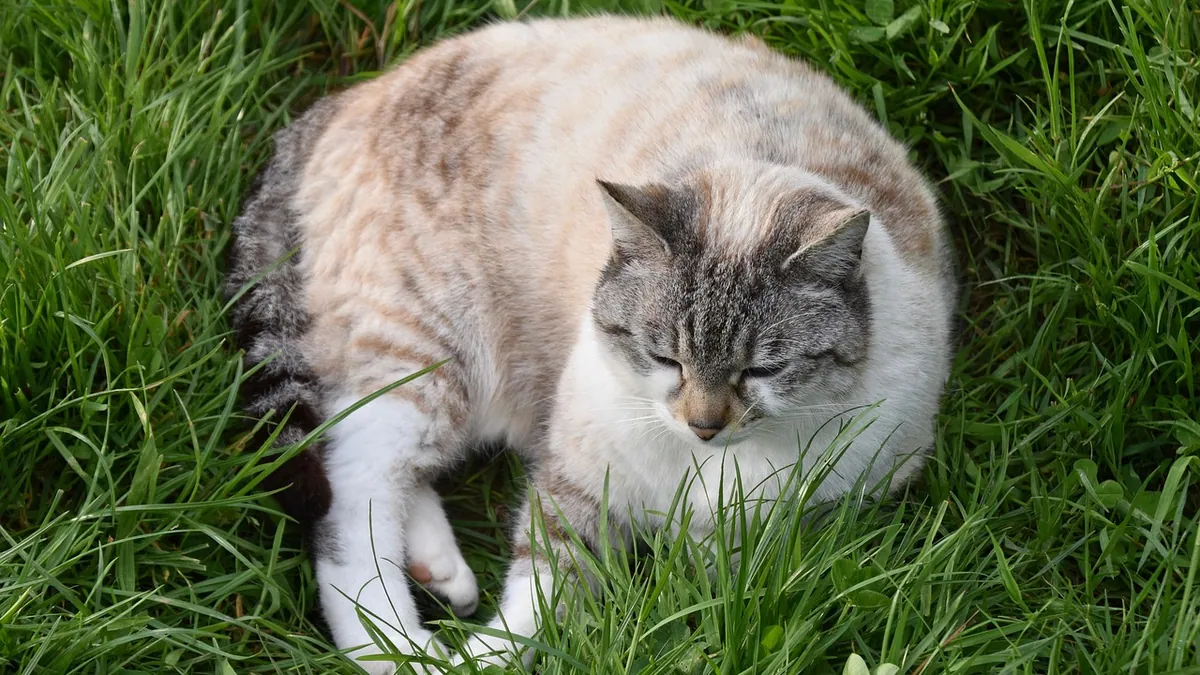 Adequan vs Solensia for Cats: Which Joint Pain Option Fits?