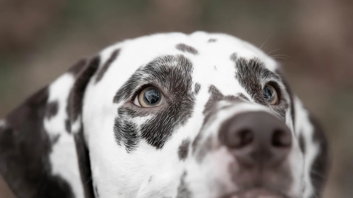 Advantage for Dogs Side Effects: What to Watch For