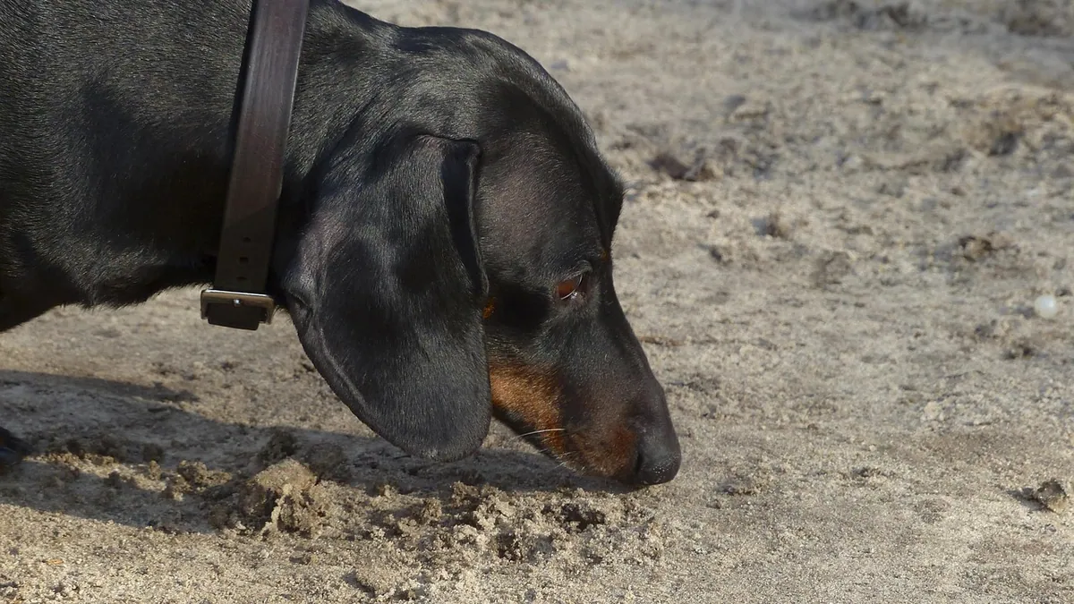 Is Air Freshener Toxic to Dogs? Plug-In and Spray Risks