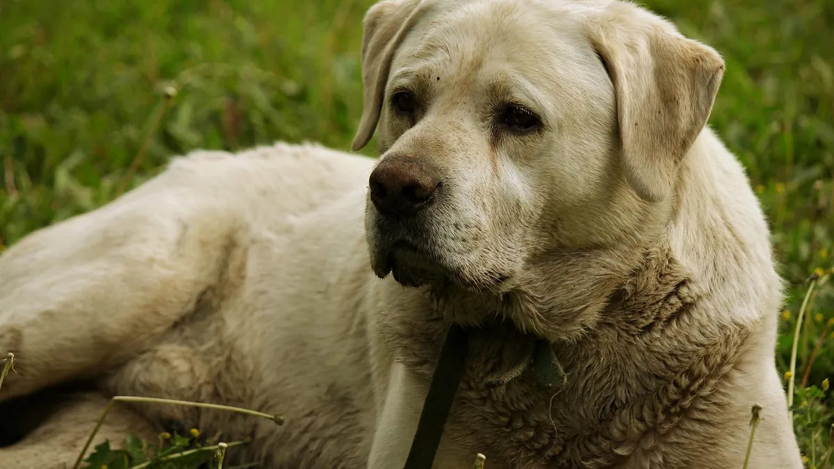 Albon for Dogs With Diarrhea: Does It Help?