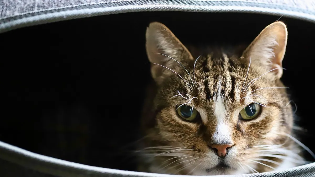 Albon for Cat Diarrhea: When It Helps and When It Doesn't