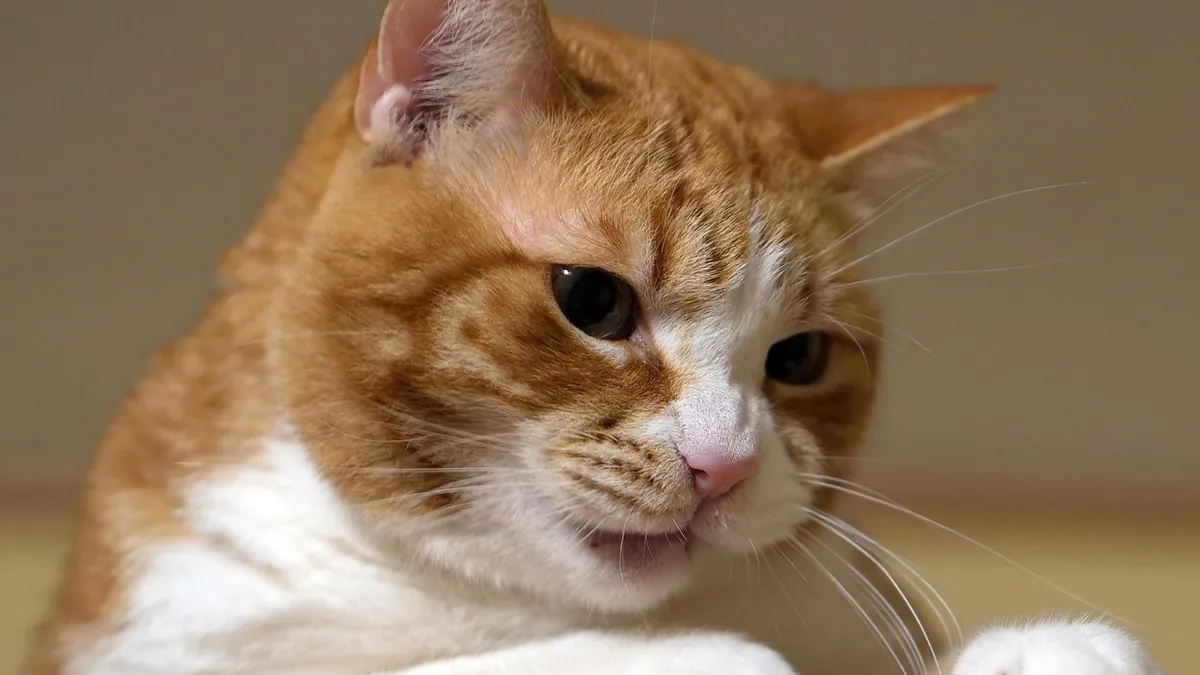Albon for Cats: Treating Coccidia Safely