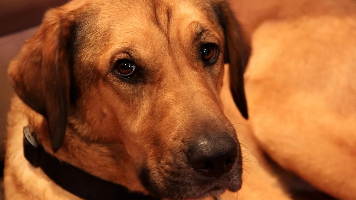 How Long Does Albon Take to Work in Dogs?