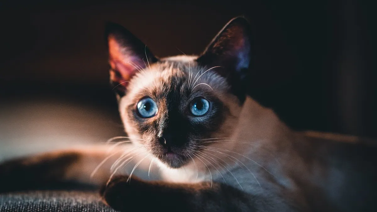 Albon Side Effects in Cats: What Owners Should Watch For