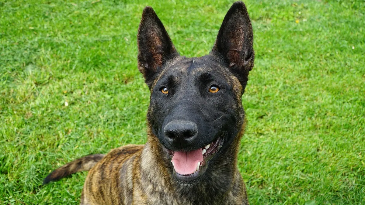Albon Side Effects in Dogs: What to Expect