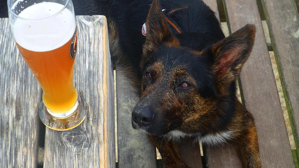 Is Alcohol Toxic to Dogs? Ethanol, Sugar Alcohols, and Risks