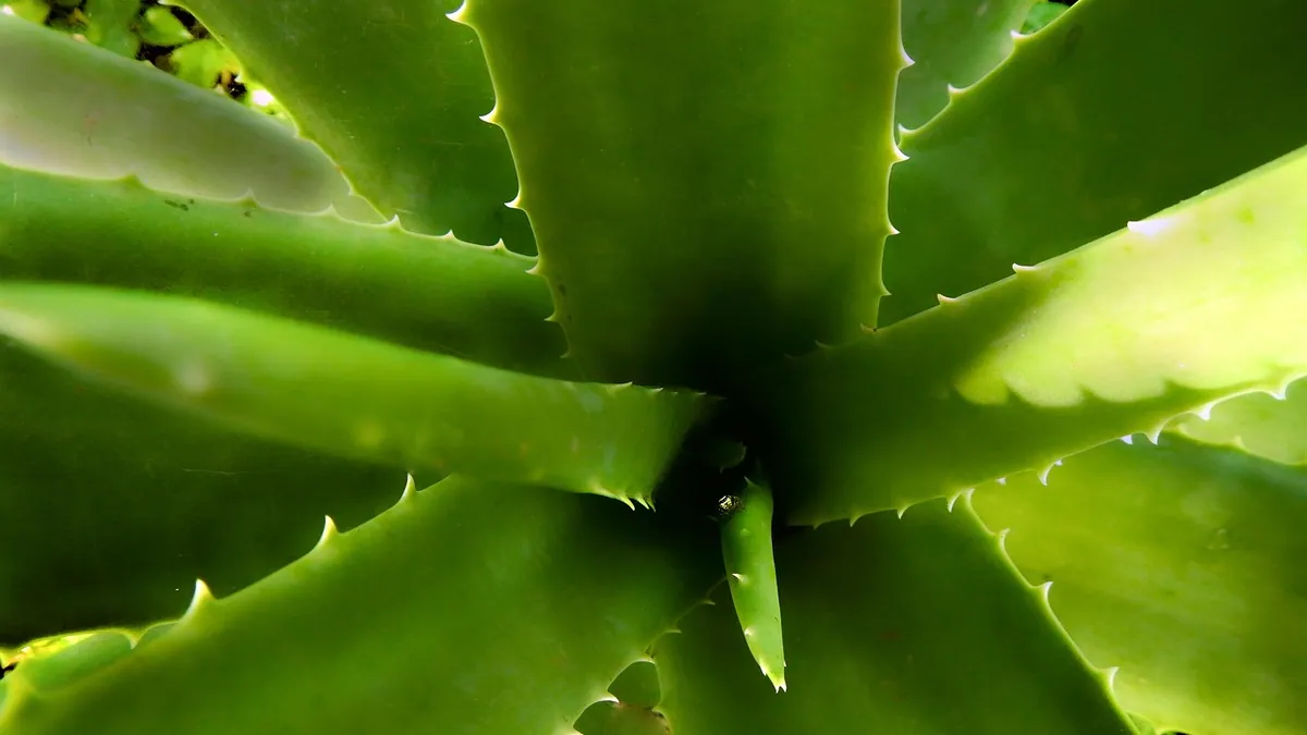 Is Aloe Vera Toxic to Dogs? Eating, Skin, and Gel Risks