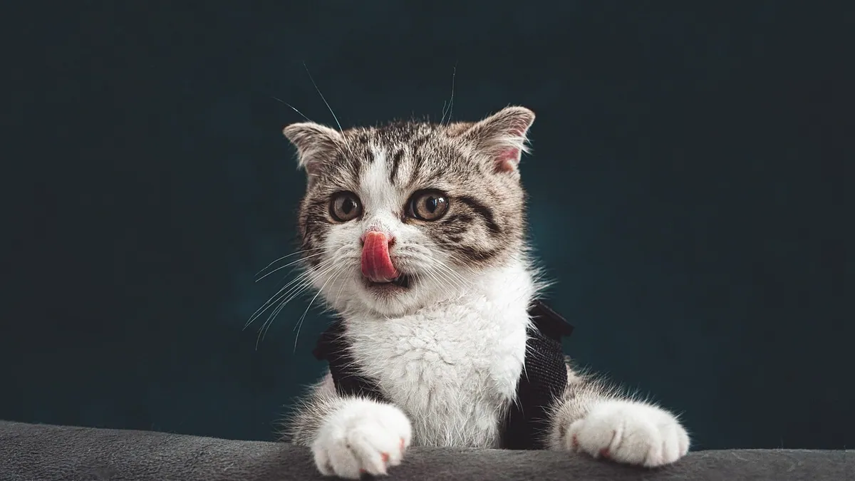 Alprazolam Dose for Cats: Why Weight Charts Mislead