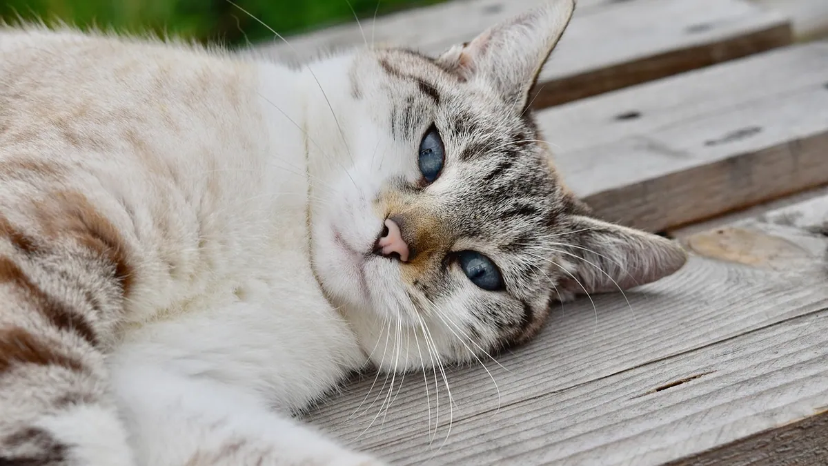 Alprazolam for Cats: Uses, Safety, and What It Does