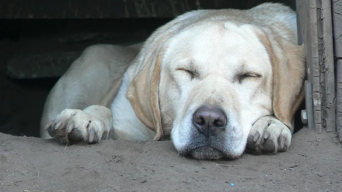Alprazolam Side Effects in Dogs: Owner Guide