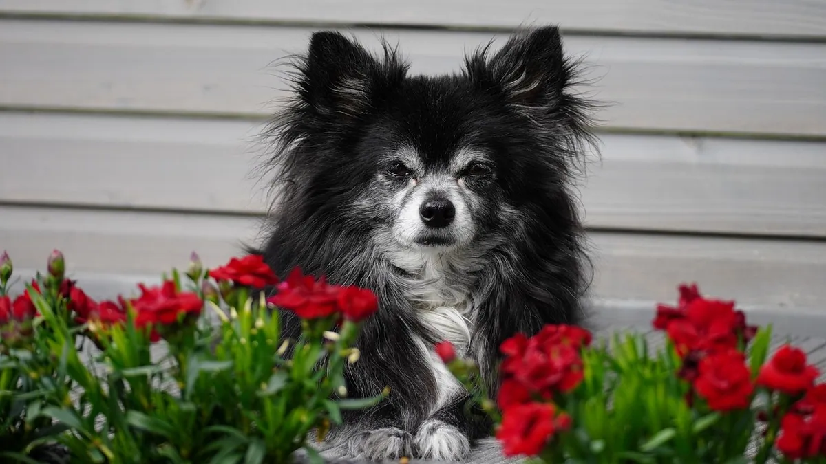 Is Amaryllis Poisonous to Dogs? Bulbs, Leaves, and Pollen