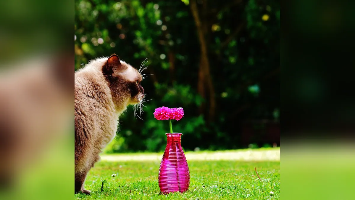 Is Amaryllis Toxic to Cats? Leaves, Pollen, and Bulbs