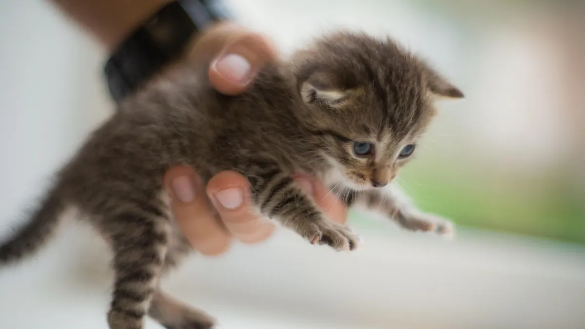 Amlodipine for Cats With Kidney Disease: Safe Use