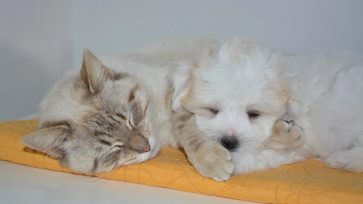 Amlodipine for Dogs and Cats: Uses and Safety