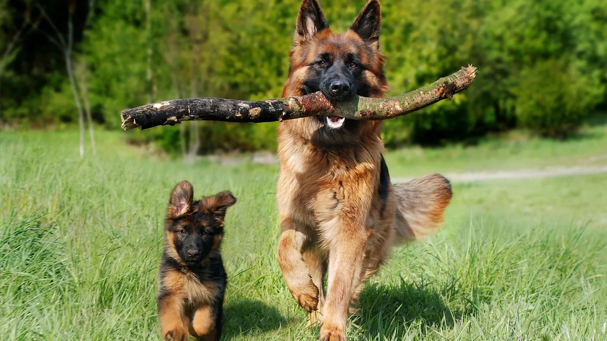 Amlodipine for Dogs: Dosage, Uses, and Side Effects