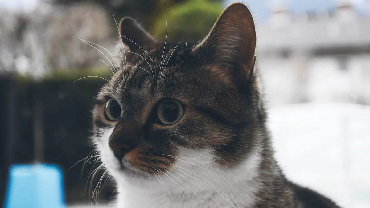 Missed Amlodipine Dose in Cats: What to Do Next