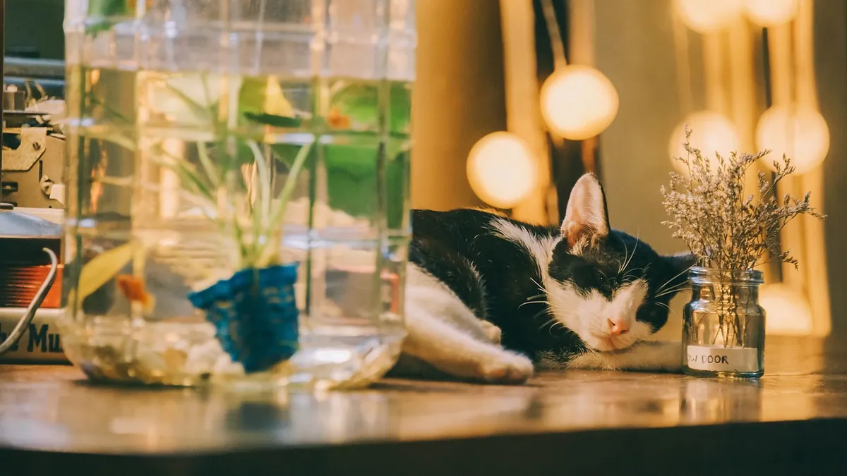 Amlodipine Side Effects in Cats: What to Expect