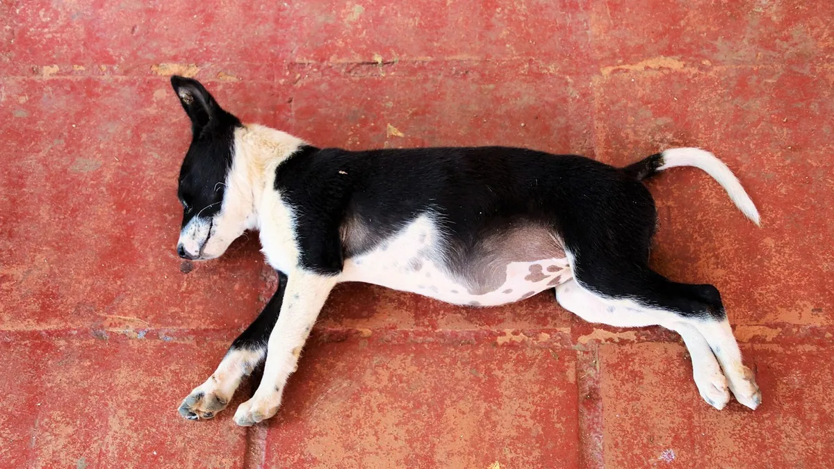Amlodipine Side Effects in Dogs: What to Watch