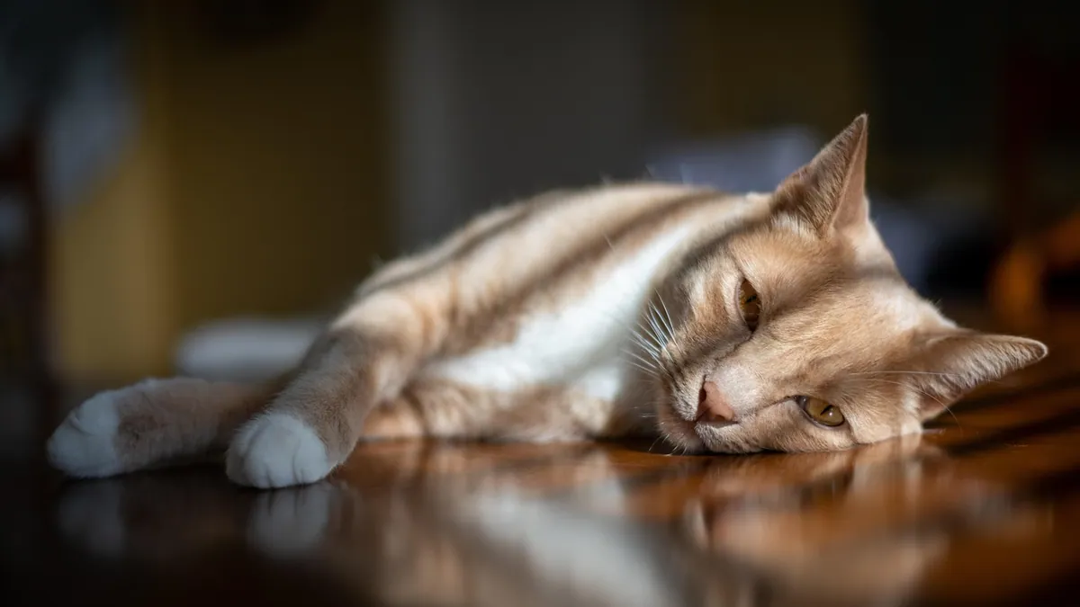 Anemia in Cats With Cancer or Lymphoma: What to Expect