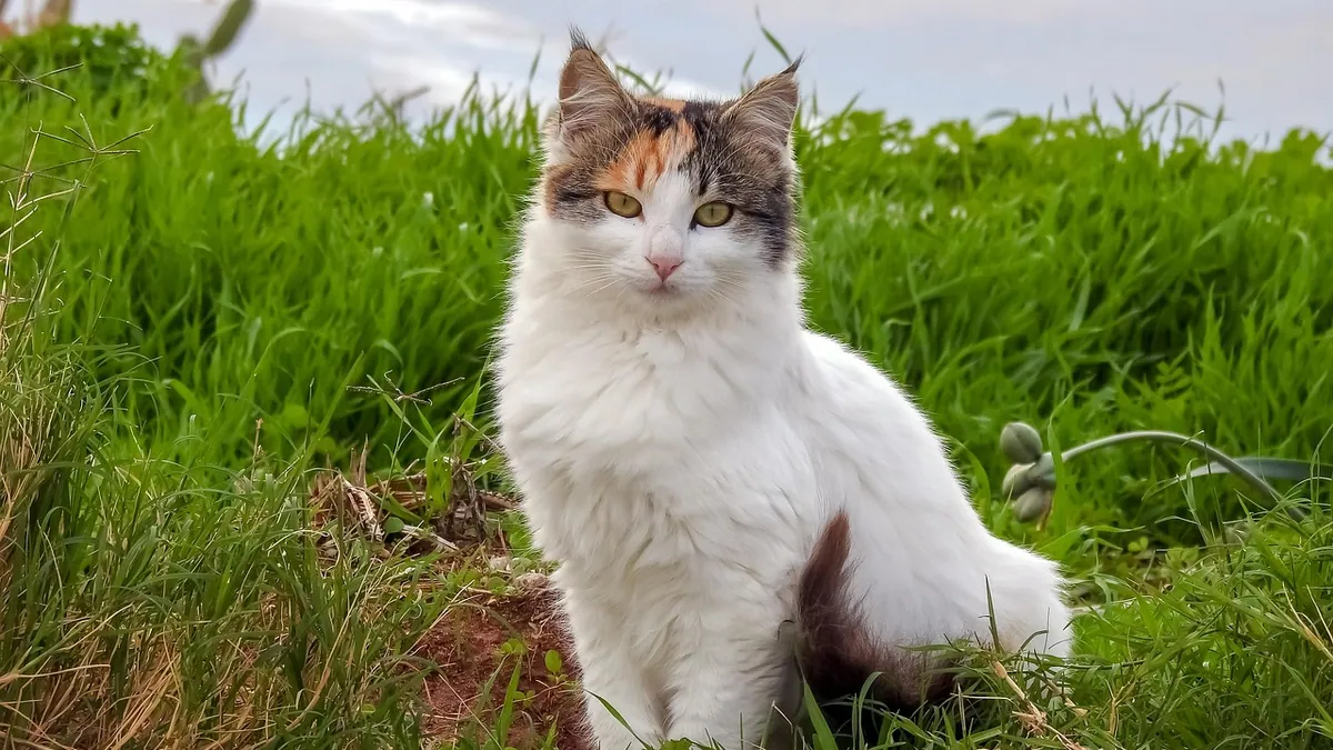 Anemia in Cats From Fleas or Kidney Disease: Causes