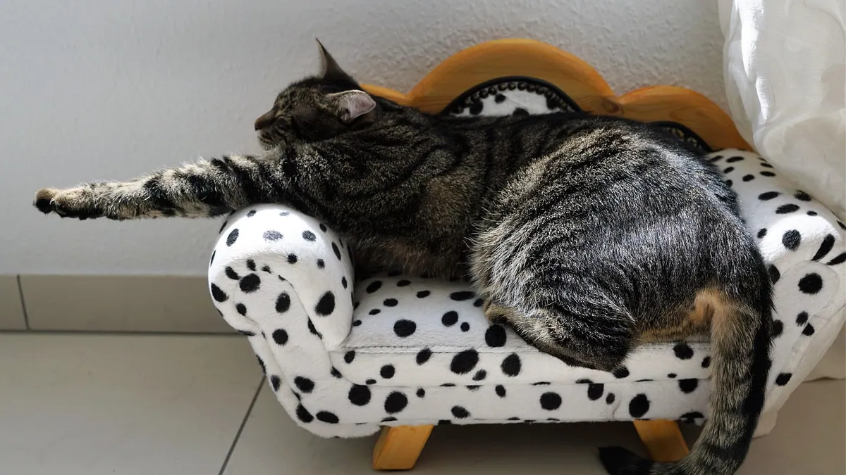 Anemia in Cats: Symptoms, Causes, and Blood Work Findings