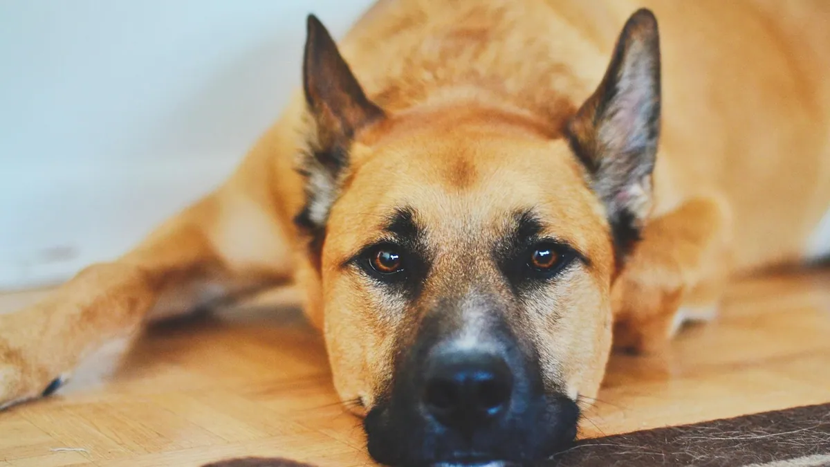 Anemia in Dogs: Causes, Symptoms, and What It Means