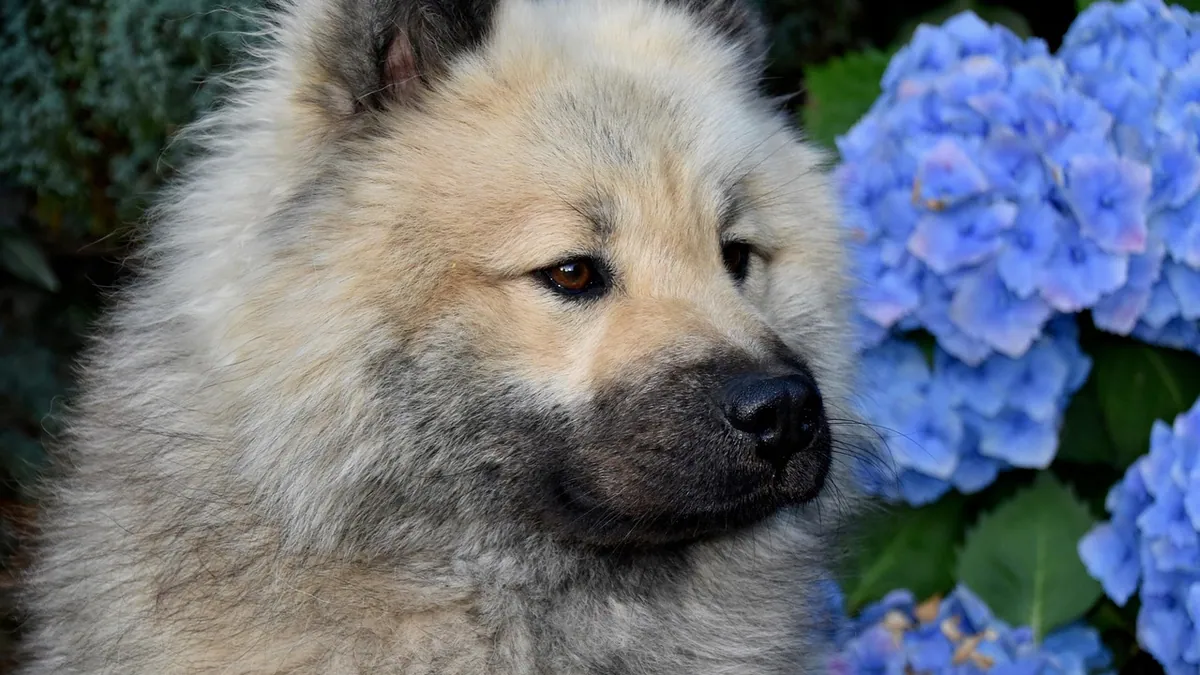 Is Annabelle Hydrangea Toxic to Dogs? Signs and Safety