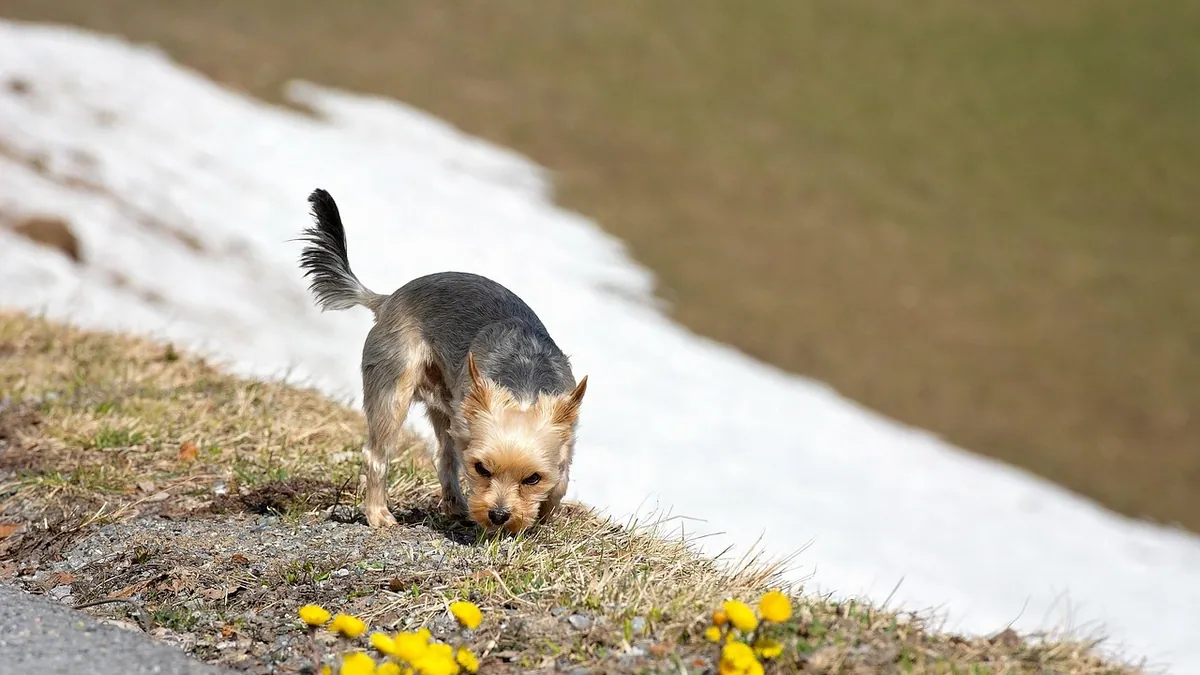 Is Ant Bait Toxic to Dogs? Borax, Gel, and Bait Station Risks