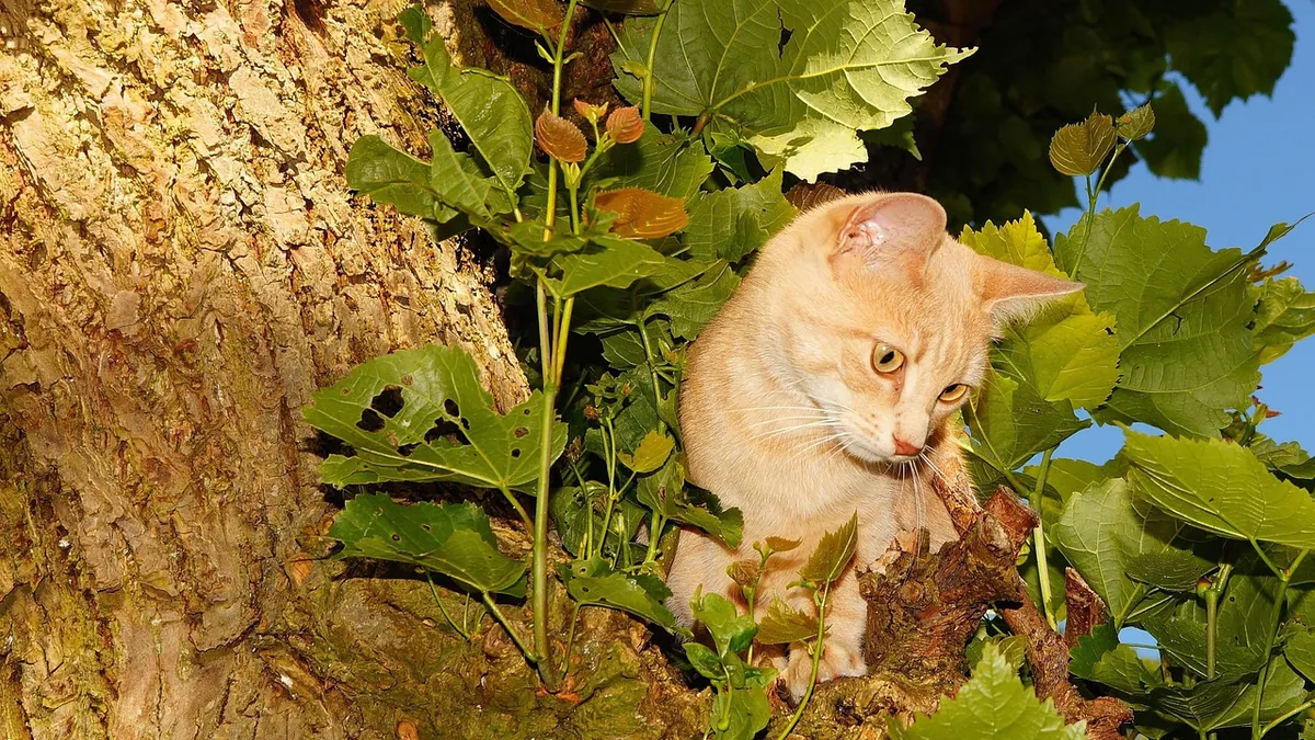 Is Ant Killer Toxic to Cats? Baits, Traps, and Sprays