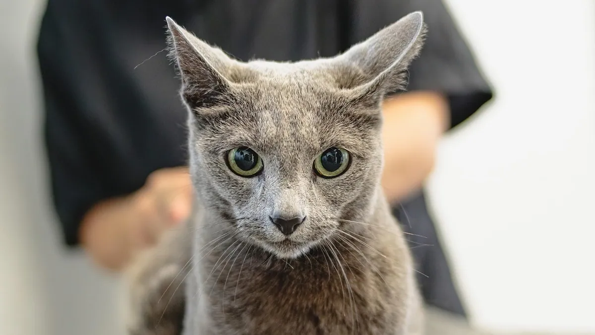 Apple Cider Vinegar for Cat Ears and Ear Mites: Does It Work?