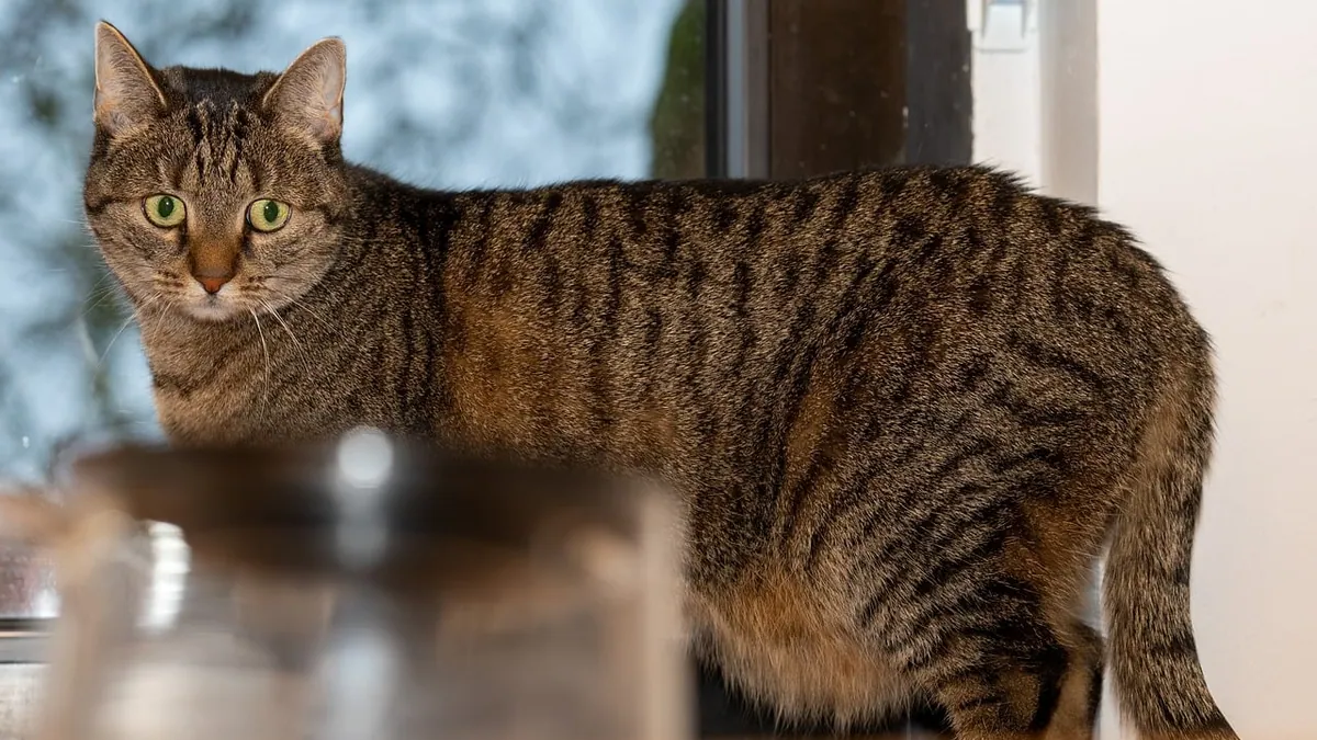 Apple Cider Vinegar for Cat UTIs and Bladder Stones