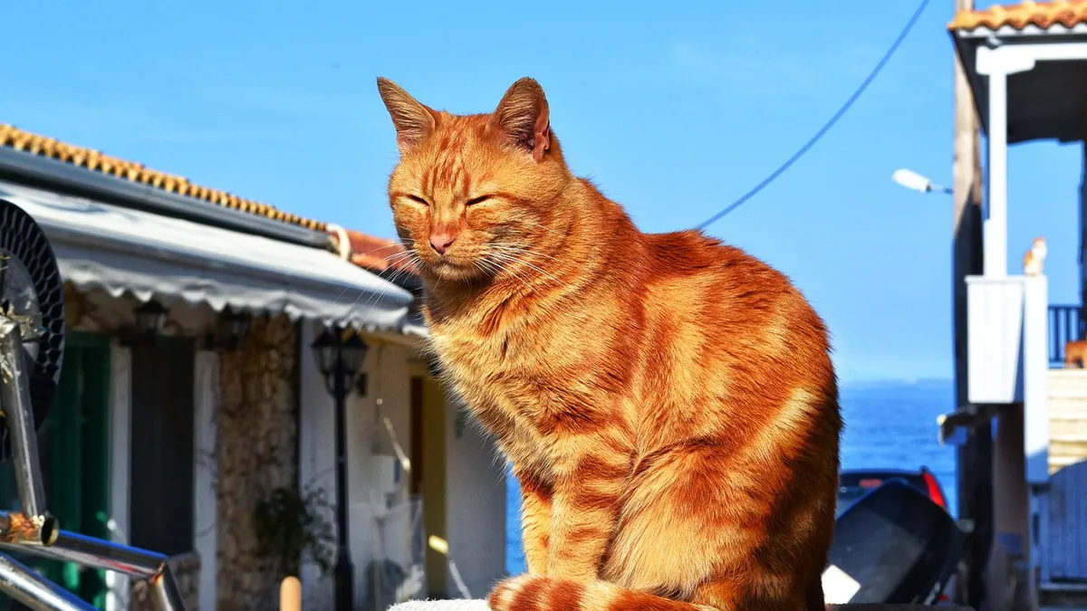 Apple Cider Vinegar for Cats With Crystals: Does It Help?