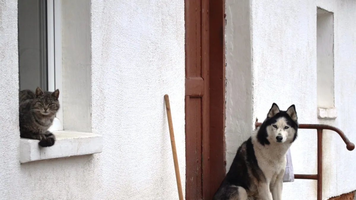 Apple Cider Vinegar for Cats and Dogs: Safe Uses and Risks