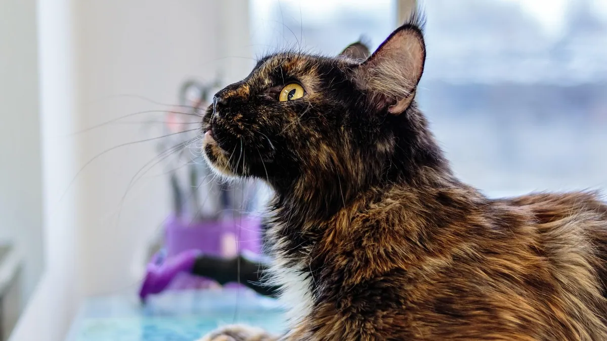 Apple Cider Vinegar for Cats: Fleas, Skin, and Coat Claims
