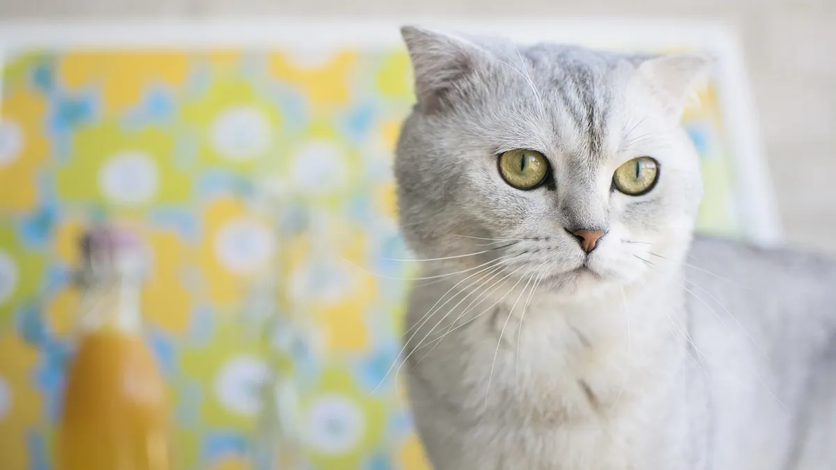 Apple Cider Vinegar for Cats: Dosage, Safety, and Risks