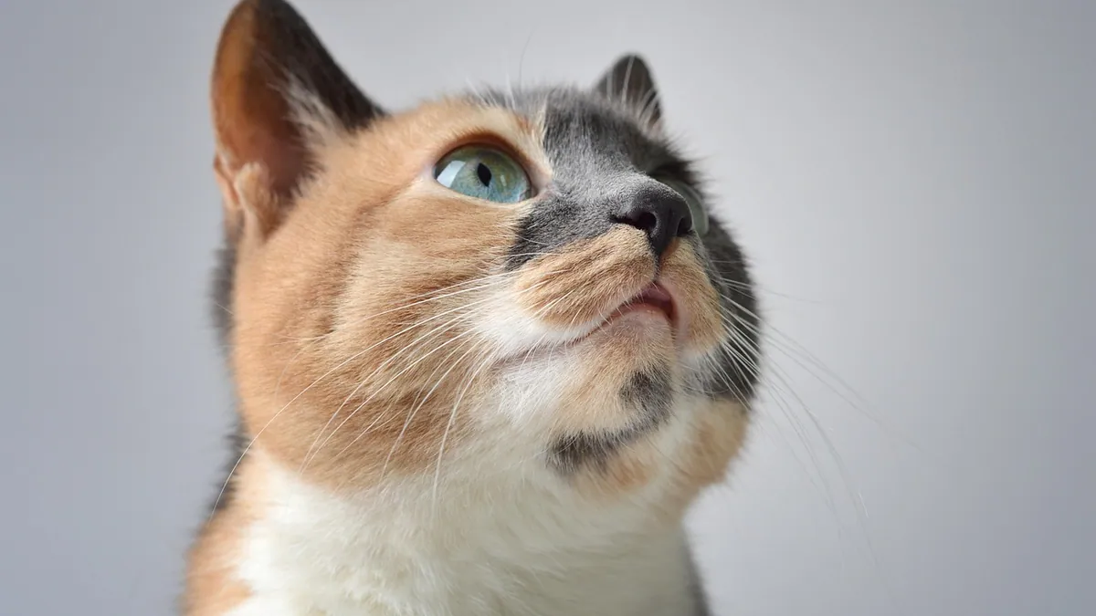 How to Apply Mirtazapine to a Cat's Ear: Step-by-Step