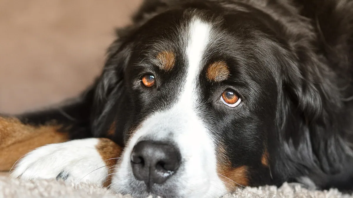 Is Aquaphor Safe for Dogs? Skin Risks and Safer Options