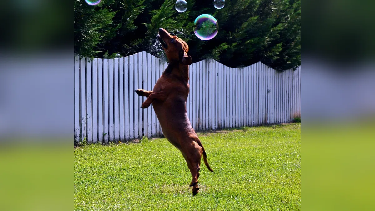 Are Bubbles Safe for Dogs to Play With?