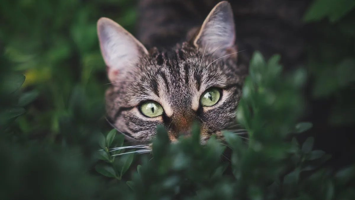 Are Cat Ears Supposed to Be Warm? Normal vs Fever Signs