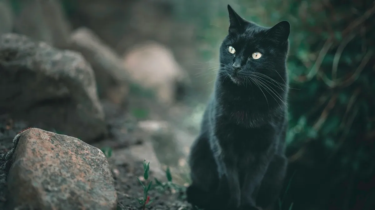 Are Cats Carnivores or Omnivores? Feline Diet Facts
